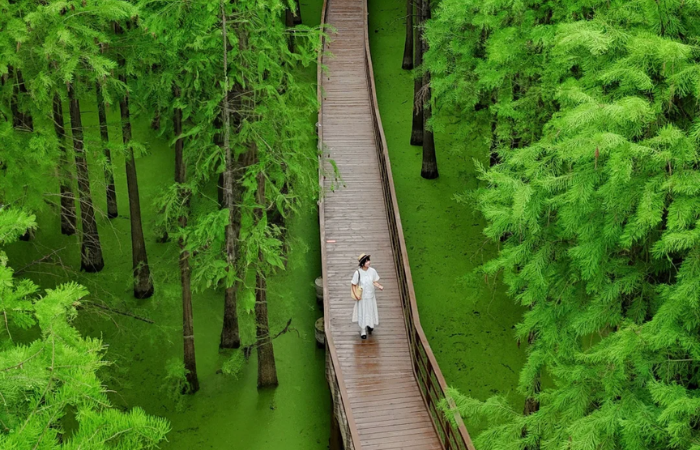 DU LỊCH THƯỢNG HẢI - HÀNG CHÂU - TÂY Ô TRẤN - HOÀNG SƠN 6N5Đ