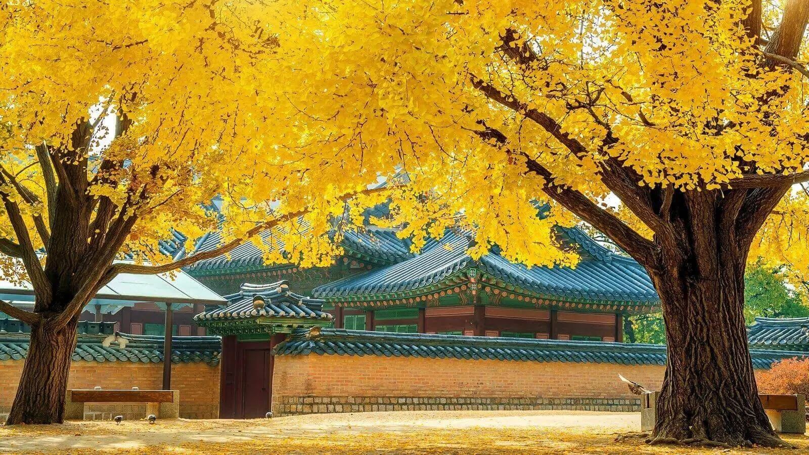 Khám phá mùa thu vàng Busan- Seoul