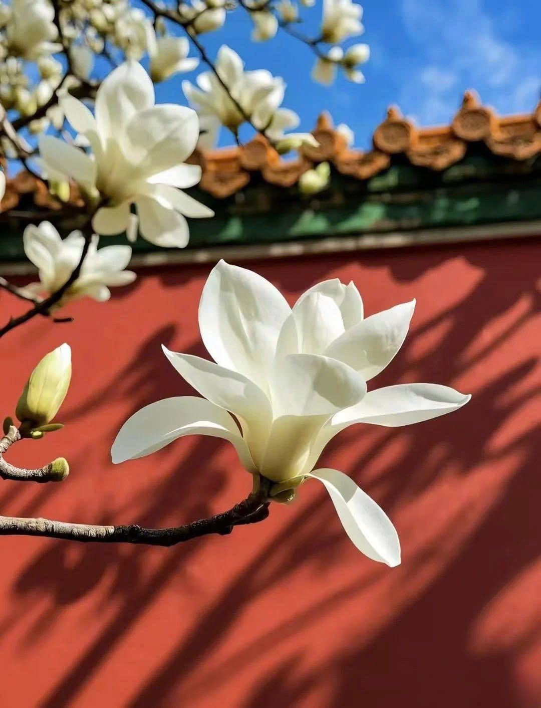 LM.VJ CHƯƠNG TRÌNH BẮC KINH MONO NEW