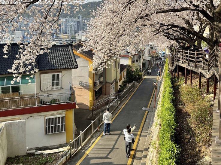 NGẮM HOA ANH ĐÀO TẠI CỐ ĐÔ HÀN QUỐC