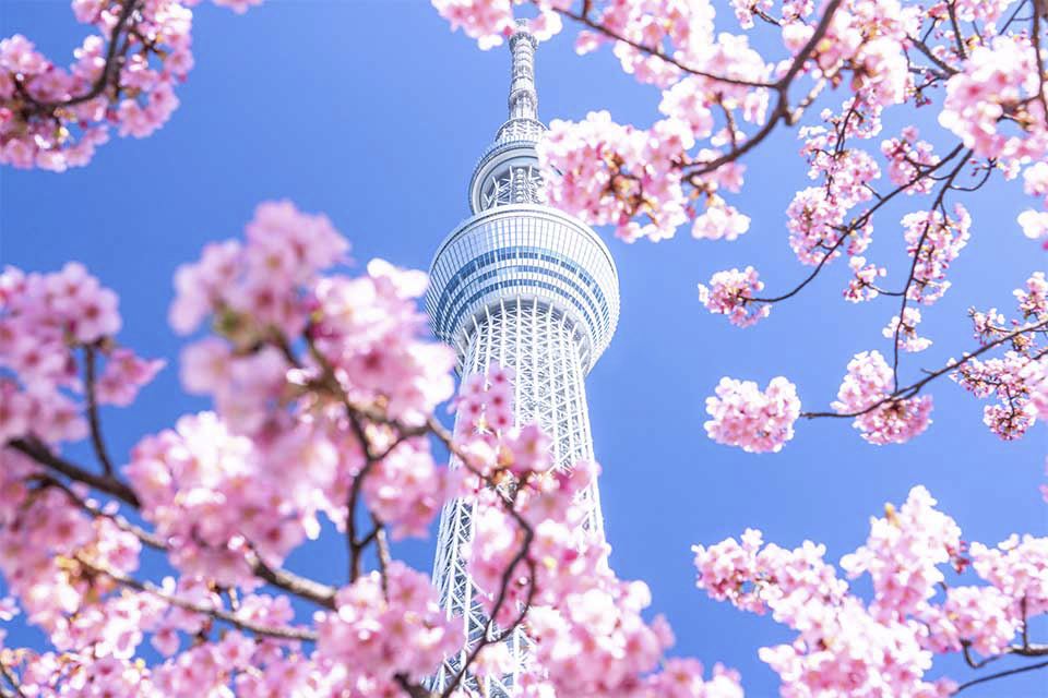 NHẬT BẢN MÙA HOA ANH ĐÀO 2026