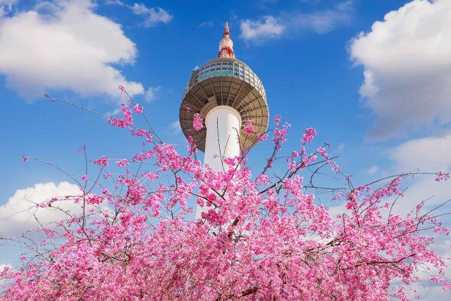 HÀN QUỐC MÙA HOA ANH ĐÀO